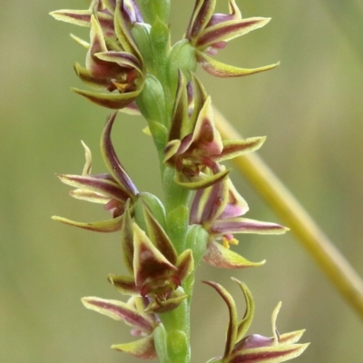 Prasophyllum appendiculatum (Tailed Leek Orchid) at Glenquarry - 4 Nov 2022 by Snowflake