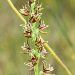 Prasophyllum appendiculatum at suppressed - suppressed