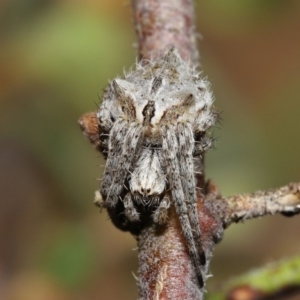 Backobourkia brounii at Evatt, ACT - 27 Oct 2022