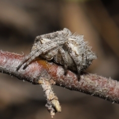 Backobourkia brounii at Evatt, ACT - 27 Oct 2022 01:58 PM