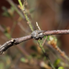 Backobourkia brounii at Evatt, ACT - 27 Oct 2022