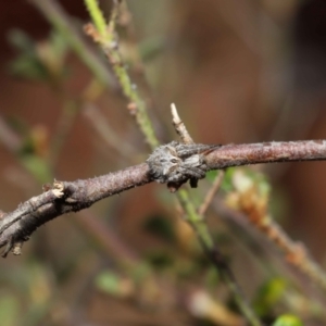 Backobourkia brounii at Evatt, ACT - 27 Oct 2022 01:58 PM