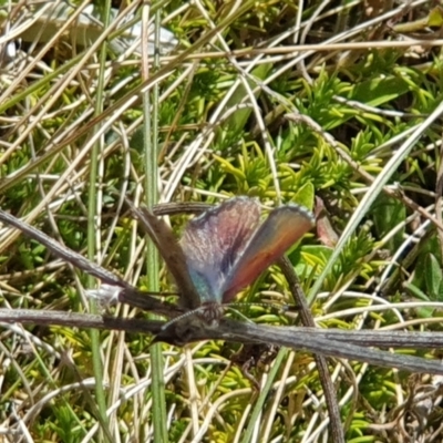 Paralucia crosbyi (Violet Copper Butterfly) by Sherwood