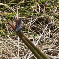 Paralucia spinifera (Bathurst or Purple Copper Butterfly) at Namadgi National Park - 5 Sep 2022 by Sherwood