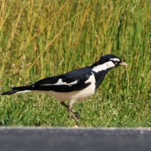 Grallina cyanoleuca at Wodonga, VIC - 4 Nov 2022 04:48 PM