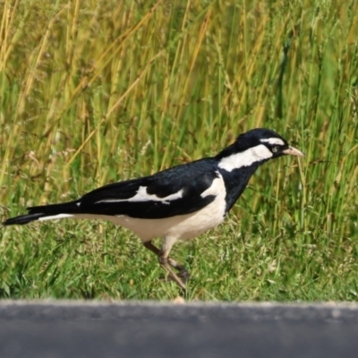 Grallina cyanoleuca (Magpie-lark) at Wodonga, VIC - 4 Nov 2022 by KylieWaldon