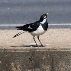 Grallina cyanoleuca at Wodonga, VIC - 4 Nov 2022 04:48 PM