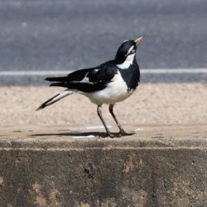 Grallina cyanoleuca at Wodonga, VIC - 4 Nov 2022