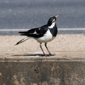 Grallina cyanoleuca at Wodonga, VIC - 4 Nov 2022 04:48 PM