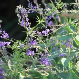 Veronica perfoliata at Wodonga, VIC - 4 Nov 2022 05:07 PM