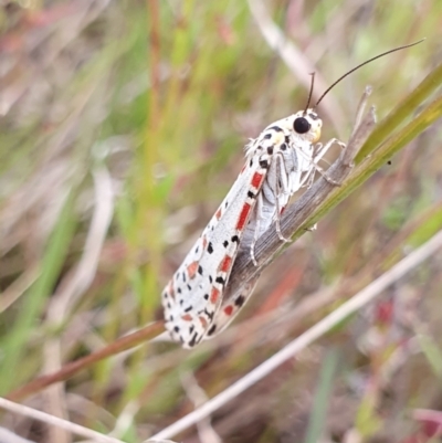 Utetheisa lotrix (Crotalaria Moth) at Gundaroo, NSW - 4 Nov 2022 by Gunyijan