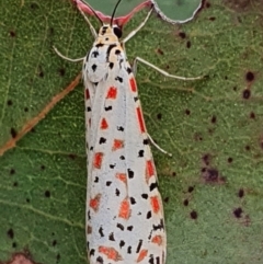 Utetheisa lotrix at Gundaroo, NSW - 4 Nov 2022 05:27 PM