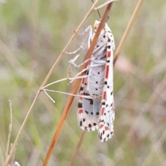 Utetheisa lotrix at Gundaroo, NSW - 4 Nov 2022 05:27 PM