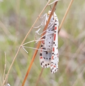 Utetheisa lotrix at Gundaroo, NSW - 4 Nov 2022 05:27 PM