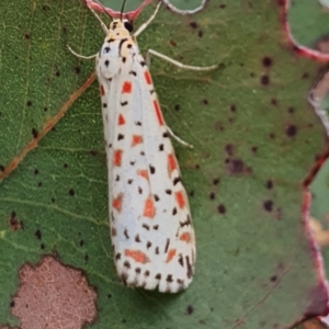 Utetheisa lotrix at Gundaroo, NSW - 4 Nov 2022 05:27 PM