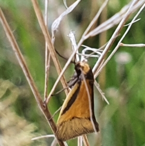 Philobota undescribed species near arabella at Gundaroo, NSW - 4 Nov 2022