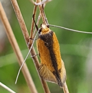 Philobota undescribed species near arabella at Gundaroo, NSW - 4 Nov 2022 05:42 PM