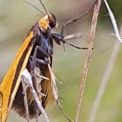 Philobota undescribed species near arabella at Gundaroo, NSW - 4 Nov 2022 05:42 PM