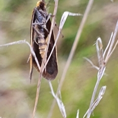 Philobota undescribed species near arabella at Gundaroo, NSW - 4 Nov 2022 05:42 PM