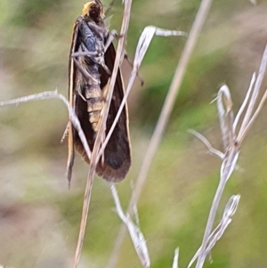 Philobota undescribed species near arabella at Gundaroo, NSW - 4 Nov 2022 05:42 PM