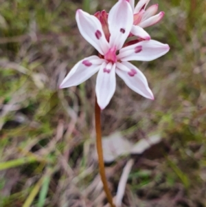 Burchardia umbellata at Gundaroo, NSW - 4 Nov 2022 05:21 PM