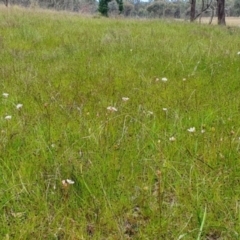 Burchardia umbellata at Gundaroo, NSW - 4 Nov 2022