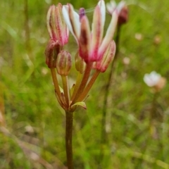 Burchardia umbellata at Gundaroo, NSW - 4 Nov 2022