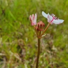 Burchardia umbellata at Gundaroo, NSW - 4 Nov 2022 05:21 PM