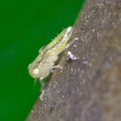 Cicadellidae (family) (Unidentified leafhopper) at Acton, ACT - 4 Nov 2022 by Kurt