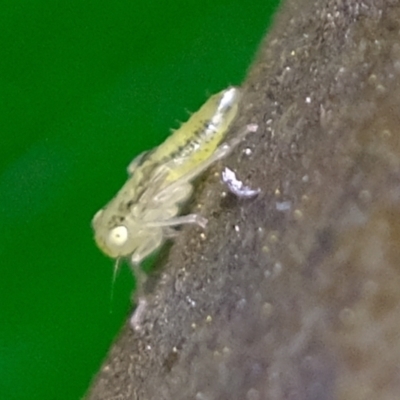 Unidentified Leafhopper or planthopper (Hemiptera, several families) at Acton, ACT - 4 Nov 2022 by Kurt