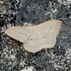Scopula optivata (Varied Wave) at Borough, NSW - 4 Nov 2022 by Paul4K