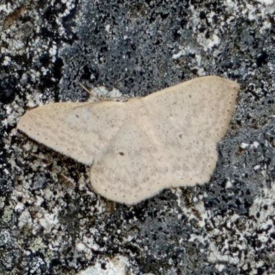 Scopula optivata (Varied Wave) at Borough, NSW - 4 Nov 2022 by Paul4K