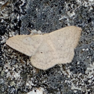 Scopula optivata (Varied Wave) at Borough, NSW - 3 Nov 2022 by Paul4K