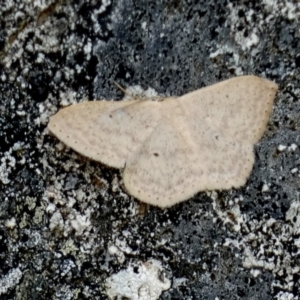 Scopula optivata at Borough, NSW - 4 Nov 2022