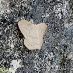 Scopula optivata at Borough, NSW - 4 Nov 2022