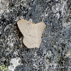 Scopula optivata at Borough, NSW - 4 Nov 2022