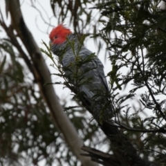 Callocephalon fimbriatum (Gang-gang Cockatoo) at Boro - 3 Nov 2022 by Paul4K