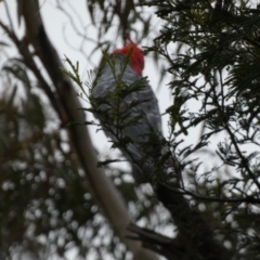 Callocephalon fimbriatum at Borough, NSW - suppressed