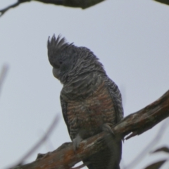 Callocephalon fimbriatum at Borough, NSW - suppressed