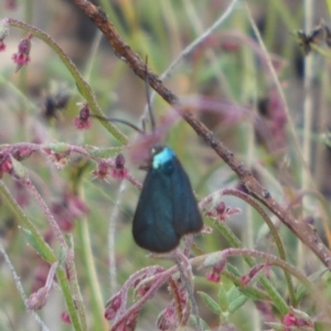 Pollanisus (genus) at Borough, NSW - 4 Nov 2022