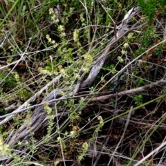 Galium gaudichaudii (Rough Bedstraw) at Boro - 4 Nov 2022 by Paul4K