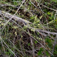 Galium gaudichaudii at Borough, NSW - 4 Nov 2022