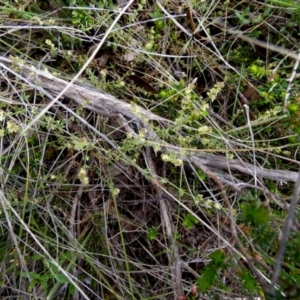 Galium gaudichaudii at Borough, NSW - 4 Nov 2022