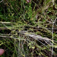 Galium gaudichaudii at Borough, NSW - 4 Nov 2022