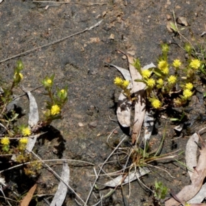 Triptilodiscus pygmaeus at Borough, NSW - suppressed