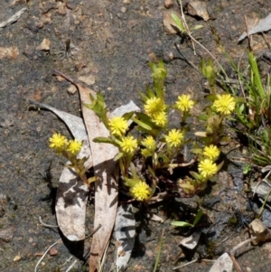 Triptilodiscus pygmaeus at Borough, NSW - suppressed