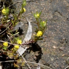 Triptilodiscus pygmaeus at Borough, NSW - suppressed