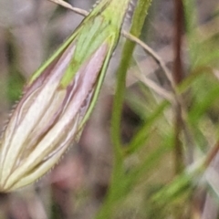 Wahlenbergia stricta subsp. stricta at Gundaroo, NSW - 4 Nov 2022