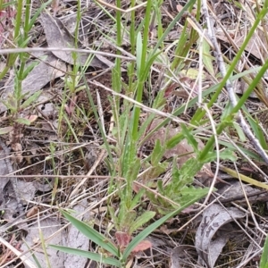 Wahlenbergia stricta subsp. stricta at Gundaroo, NSW - 4 Nov 2022 05:14 PM