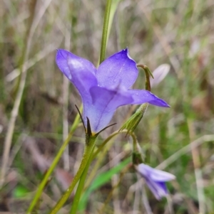 Wahlenbergia stricta subsp. stricta at Gundaroo, NSW - 4 Nov 2022 05:14 PM